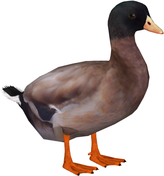 Khaki Campbell Duck - American Black Duck (602x602), Png Download