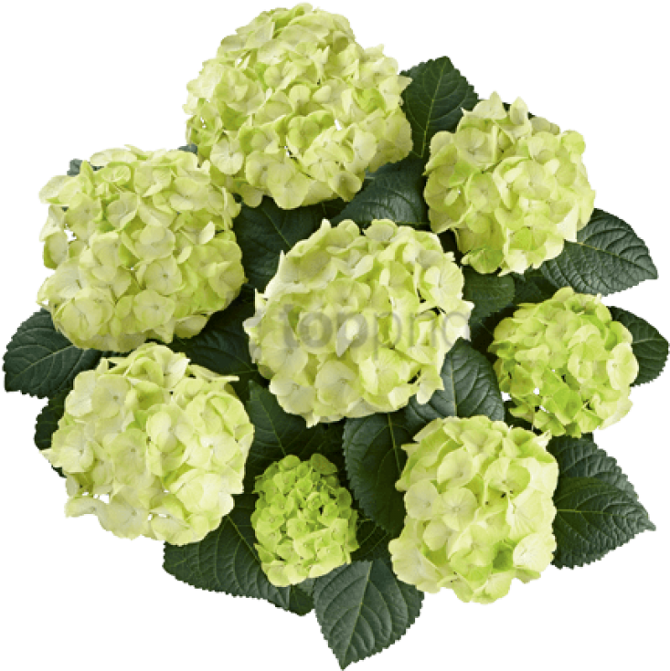 Free Png Caipirinha Png Png Image With Transparent - Hydrangea Caipirinha (850x750), Png Download