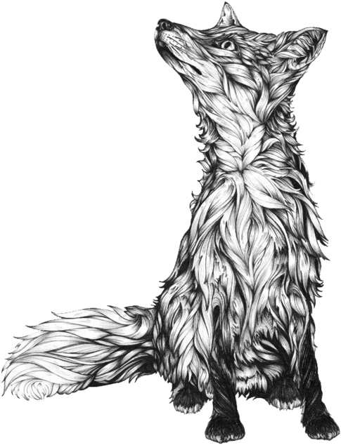 Tattoo Drawing Illustration Idea Download Hq Png - Black And White Fox Drawing (800x788), Png Download