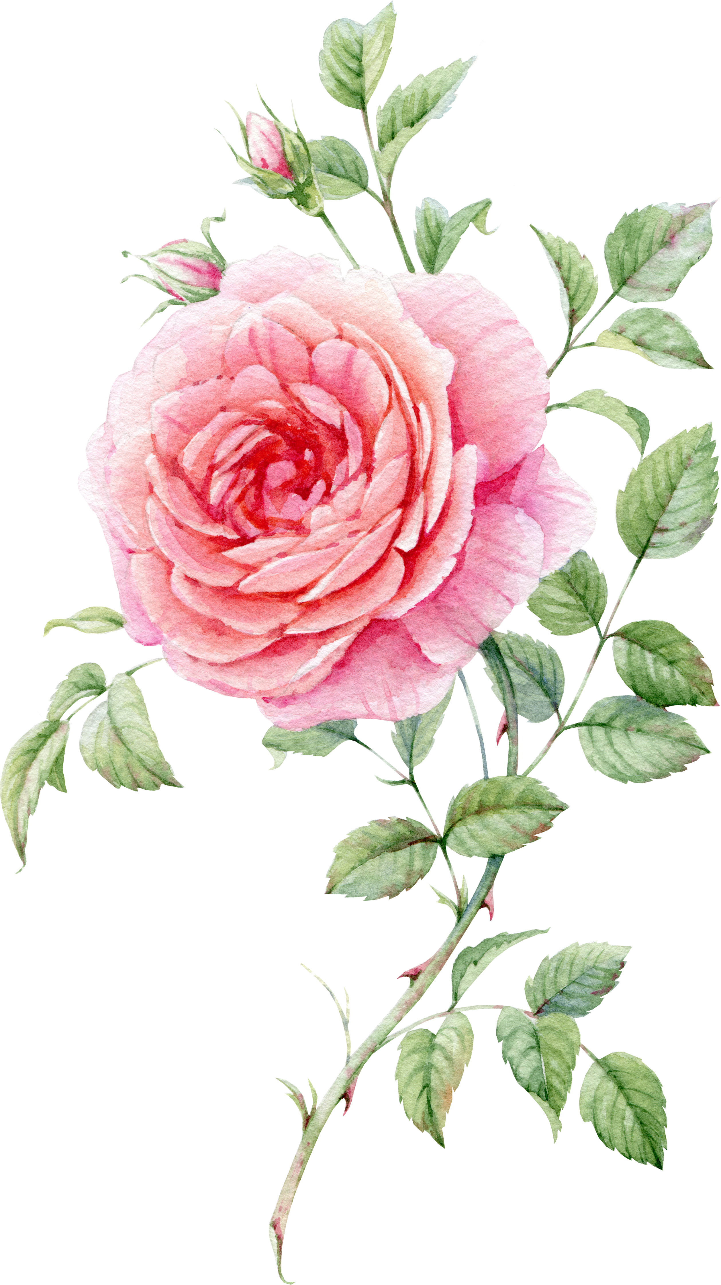 0℃素材1 Blooming Rose, Watercolor Flowers, Watercolour - Watercolor Roses Png (2516x4482), Png Download