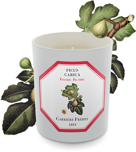 Carriere Freres Fig Tree Candle 185g - Beer Bottle (556x556), Png Download