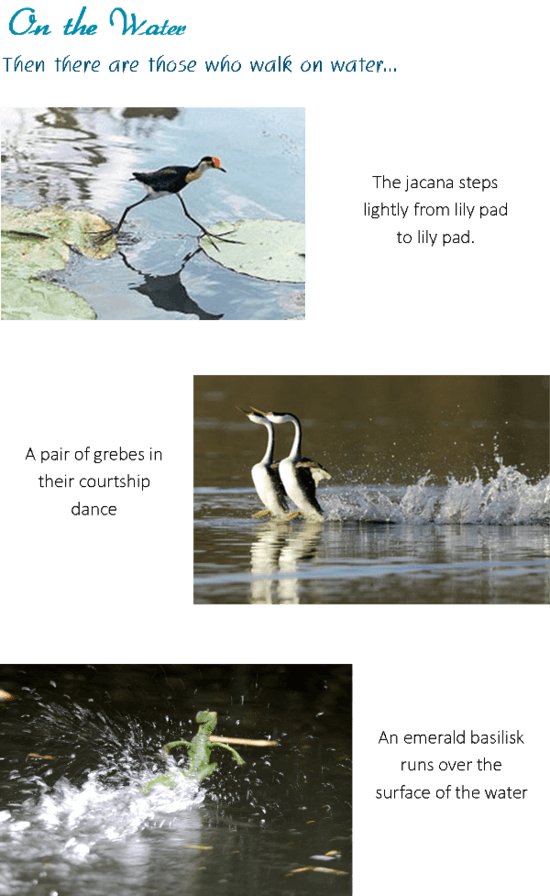 17 - Waterfowl (550x896), Png Download