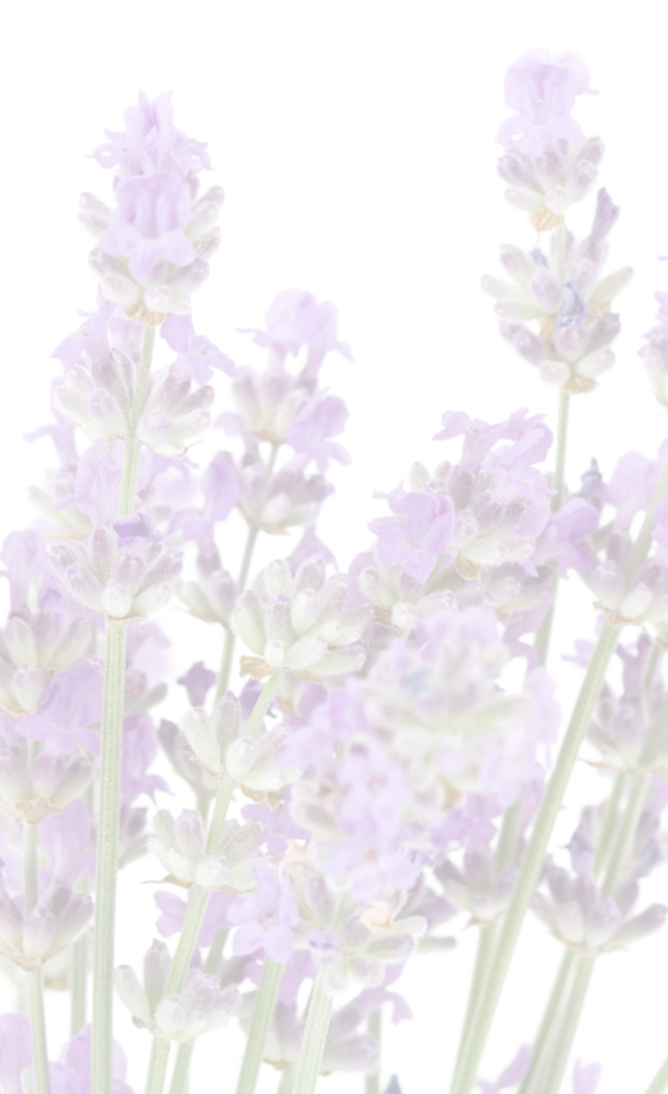 We're Told That The Greeks And The Romans Used Lavender - English Lavender (956x1564), Png Download