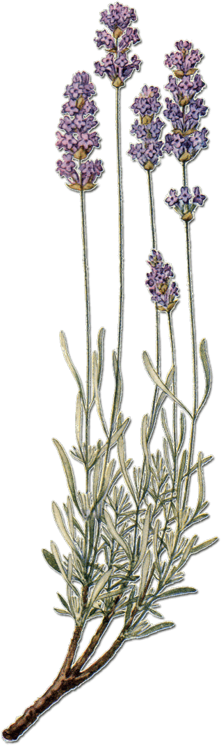 Download Lavande English Lavender Full Size Png Image Pngkit