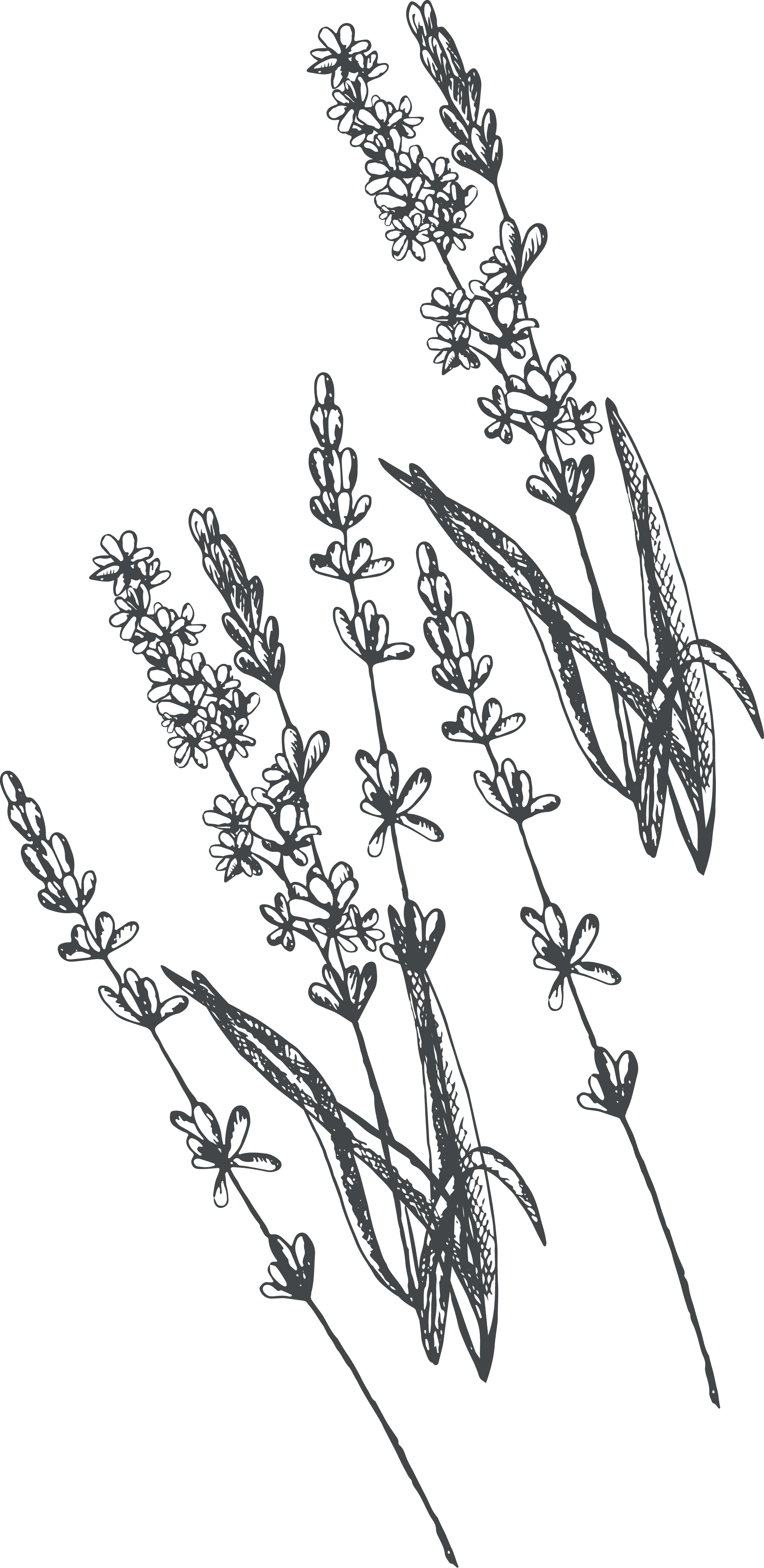 Line Art (2000x4102), Png Download