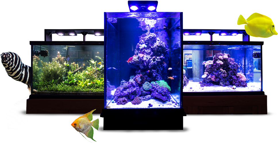 Custom Designed And Installed Aquariums - Tropical Fish Chart (1000x538), Png Download