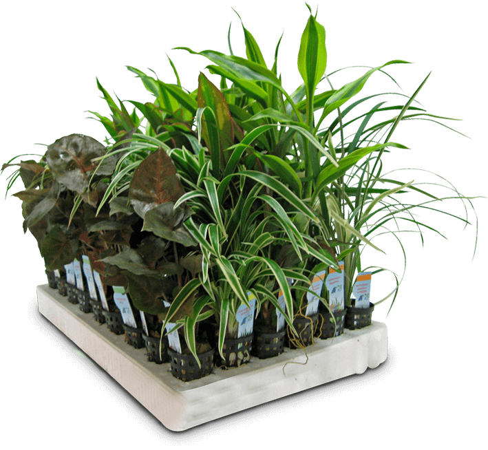 Top Quality Aquarium Plants Straight From The Farm - Houseplant (709x654), Png Download