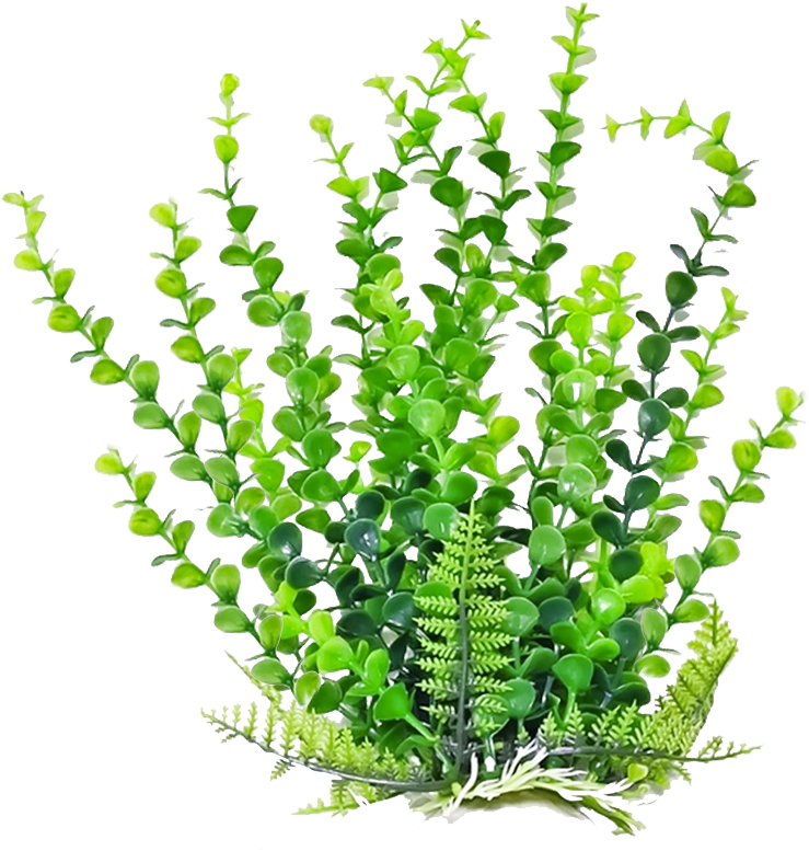 Bushes Clipart Aquarium Plant - Aquatic Plant Png (800x800), Png Download
