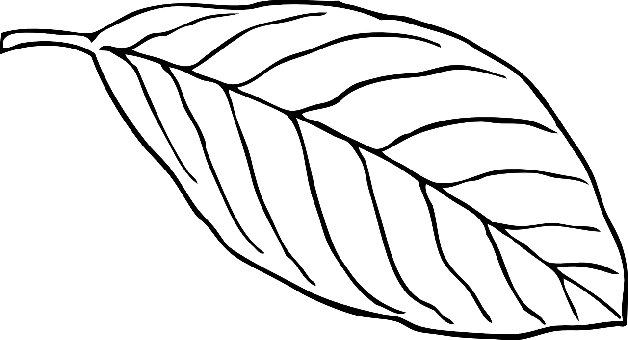 Outline Of A Butterfly 15, Buy Clip Art - Leaf Clip Art (1280x694), Png Download