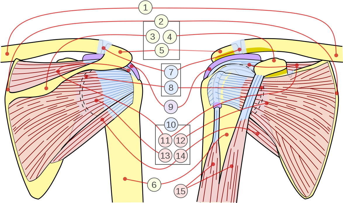 Rotator Cuff - Muscle De La Coiffe Des Rotateurs (1200x723), Png Download
