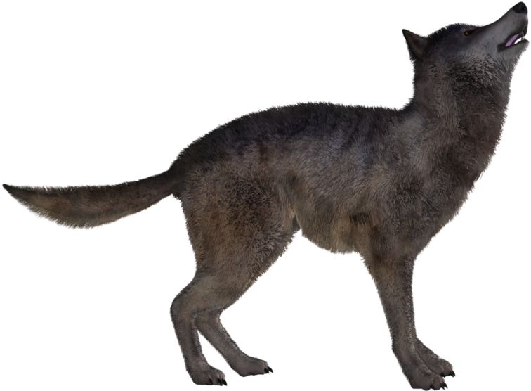 Jackal, Coyote Png, Download Png Image With Transparent - Black Cat (800x575), Png Download