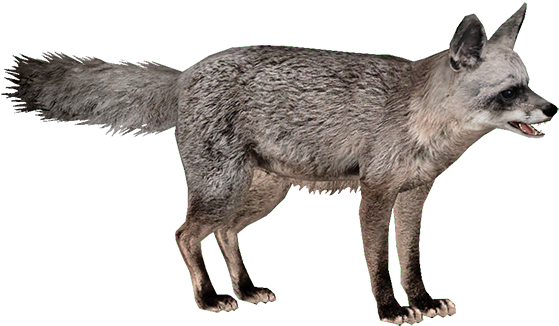 Jackal, Coyote Png, Download Png Image With Transparent - Bat Eared Fox Png (558x558), Png Download