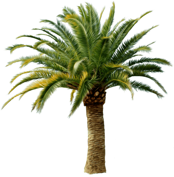 Palm Tree Png - Transparent Palm Tree Png (800x800), Png Download