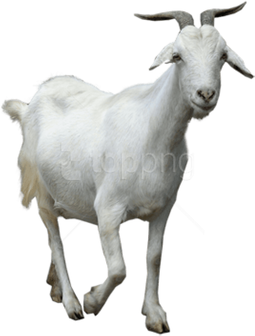 Free Png Download Goat Png Images Background Png Images - Baker Mayfield The Goat (850x679), Png Download