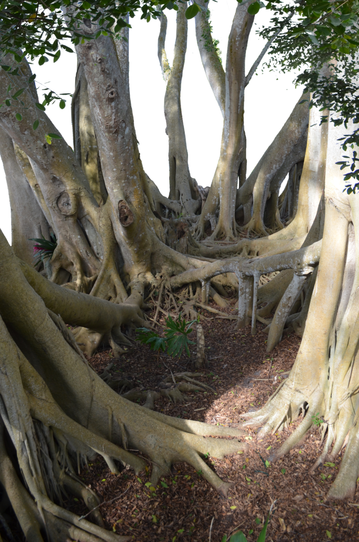 Mangrove Tree Roots Leaves Png Stock 0030-0216 By Annamae22 - Jugle Stock Deviantart Png (727x1098), Png Download