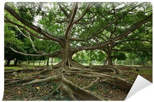 Royal Botanical Gardens, Peradeniya (400x400), Png Download