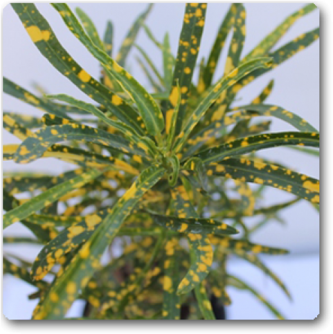 Croton Gold Dust , Codiaeum Variegatum Punctatum Aureum - Garden Croton (650x489), Png Download
