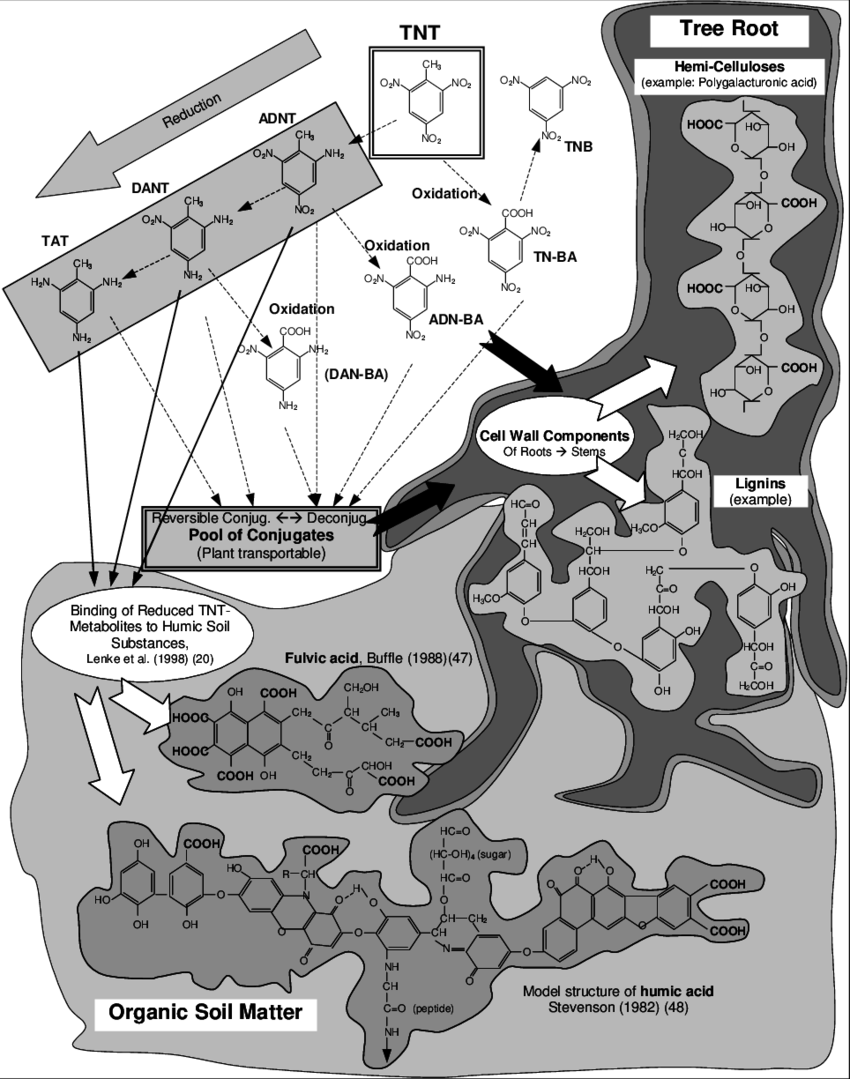 Main Tnt Degradation Steps And Possible Binding Sites - Cartoon (850x1079), Png Download