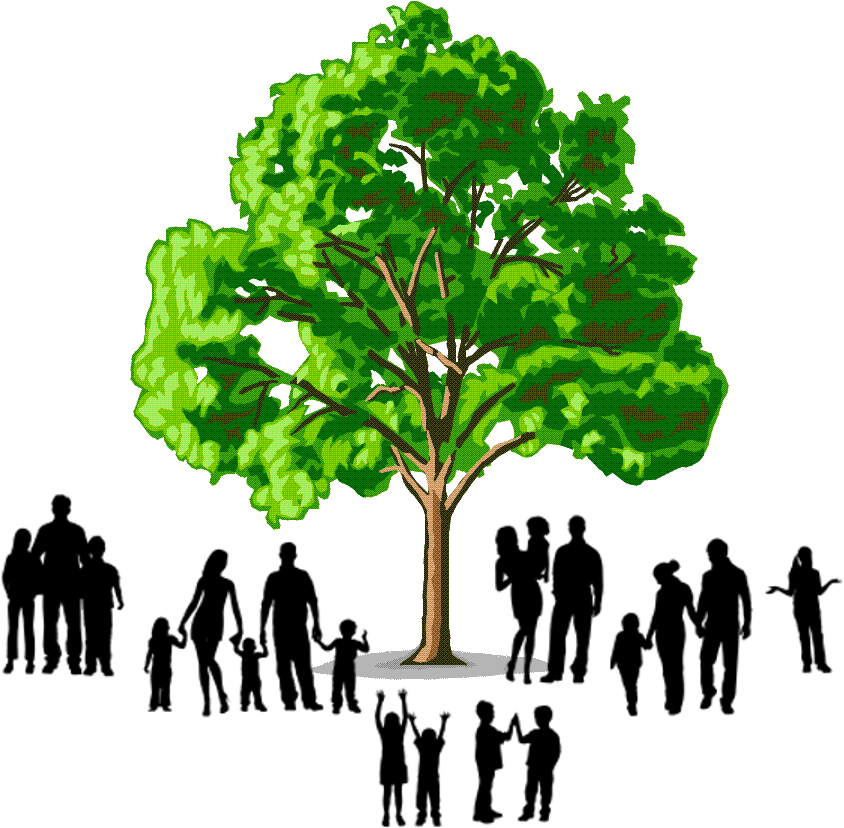 Family Tree Png Jpg Library Stock - Softwood And Hardwood Trees (864x840), Png Download