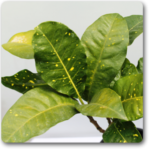 Garden Croton (650x489), Png Download