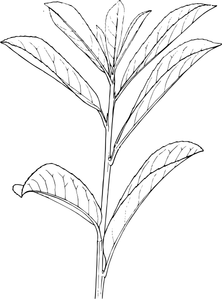 Automatic Laurel - Shrubs Plants Drawing (444x598), Png Download