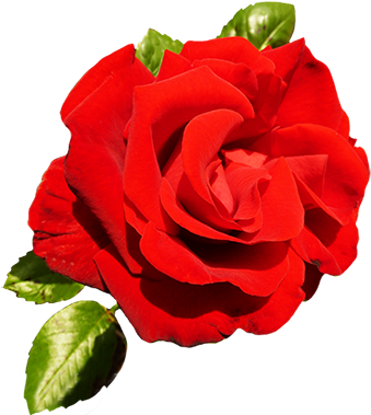 Red Rose For Valentine's Day - Valentine's Day (354x384), Png Download