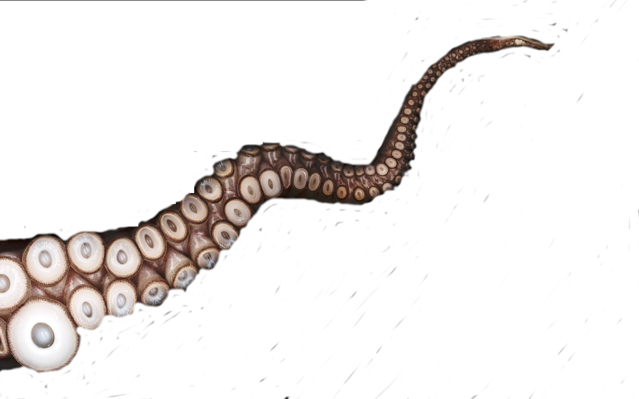 Gishwhes For Pinterest Svg Transparent Stock - Tentacles Transparent (1280x800), Png Download