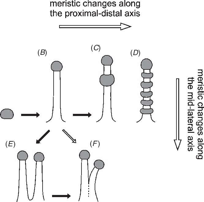 Different Type Of Tentacles And Their Possible Evolution - Tentacle (666x660), Png Download