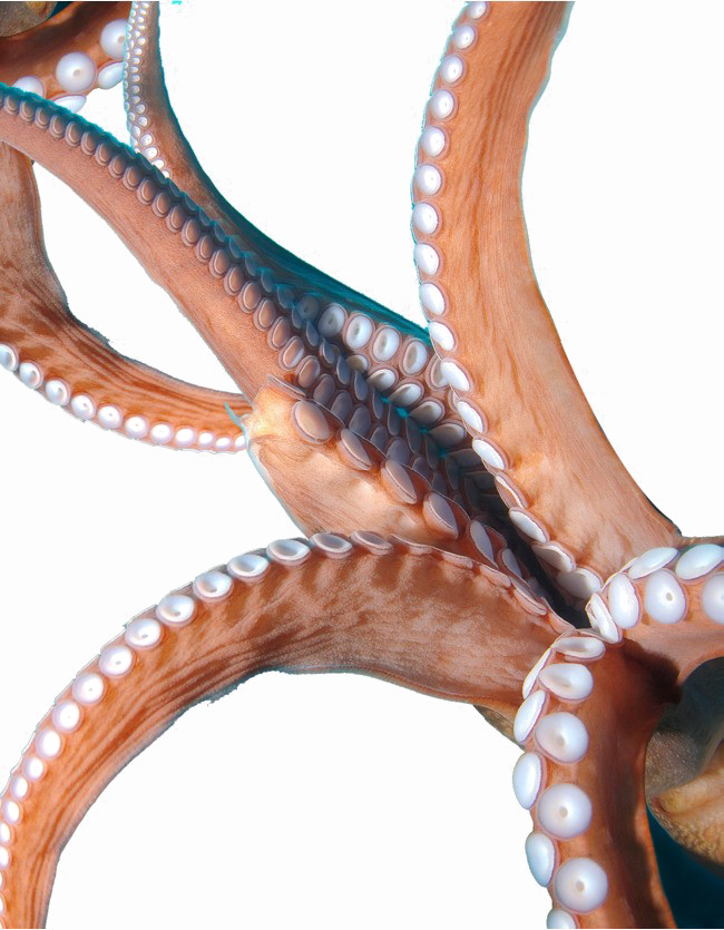 Octopus Tentacles Png Image - Tentacles Png (650x835), Png Download