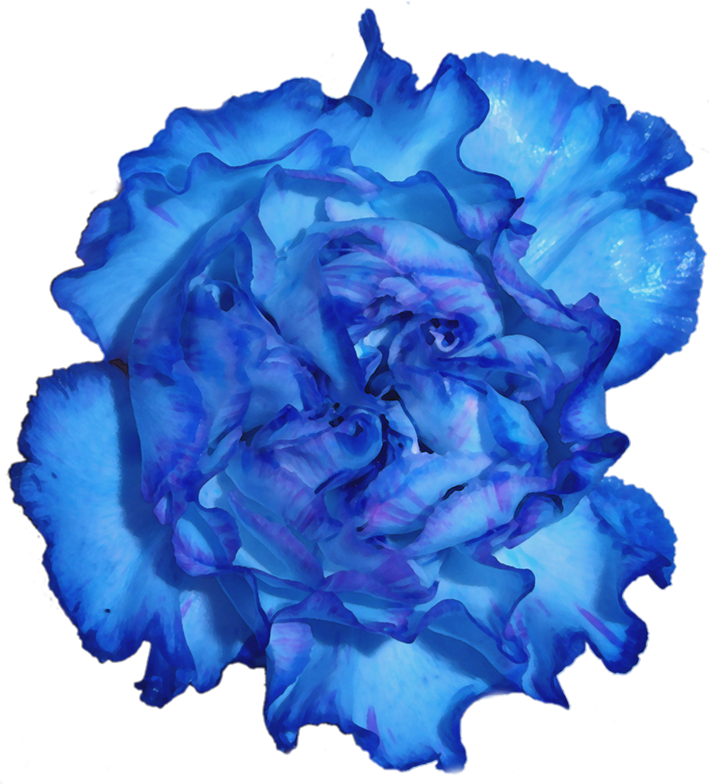 Blue Carnation Flower Png (709x784), Png Download