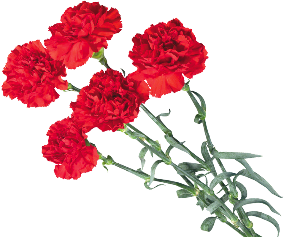 Carnations - Red Carnation Png Of A Carnation (1054x812), Png Download