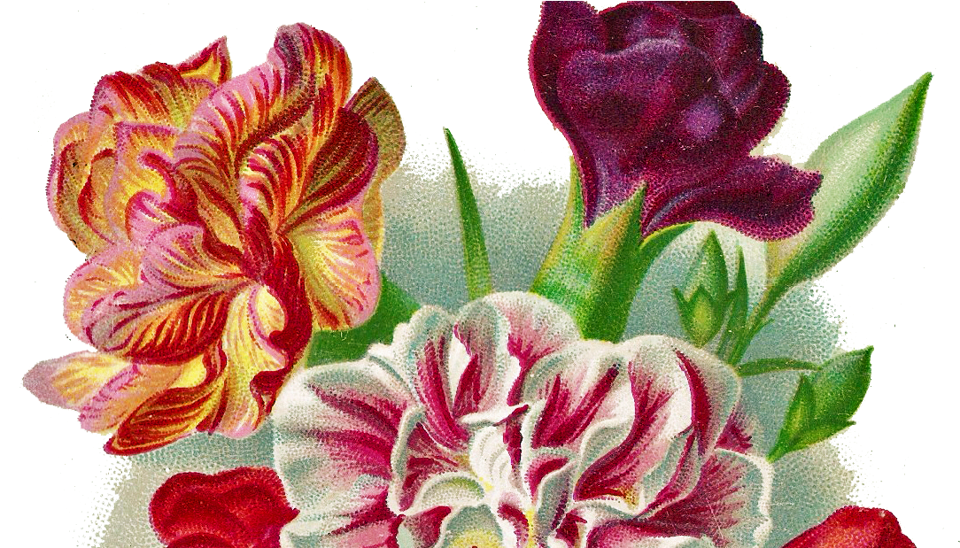 Flower Carnation Vintage Png (1177x618), Png Download