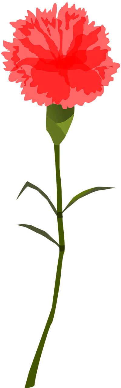Flower Red Blossom - Carnation Png Transparient (640x1280), Png Download