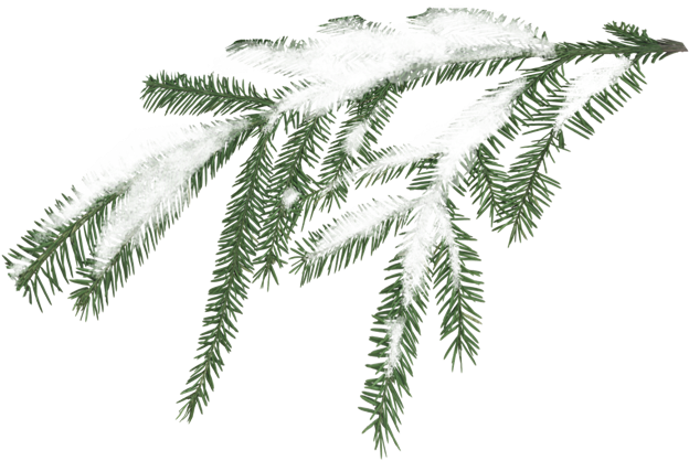 Clip Art Transparent Stock Miscellaneous Pinebranchpng - Snowy Pine Branch Png (640x418), Png Download