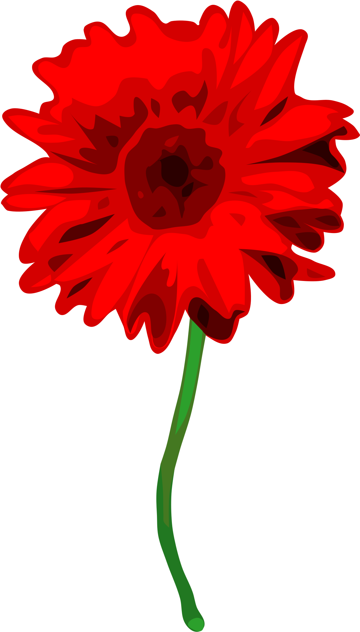 Gerbera Picture Royalty Free - Carnation With White Background (1806x2400), Png Download
