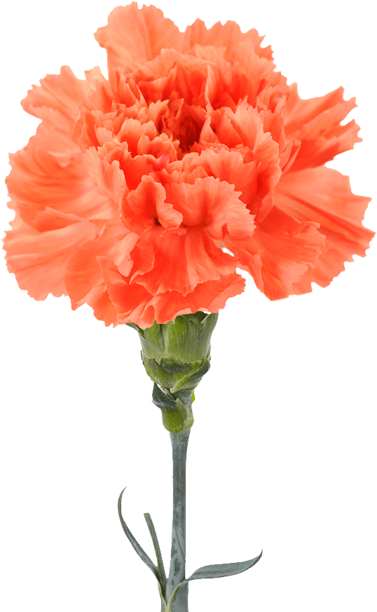 Orange Carnation (1100x1100), Png Download