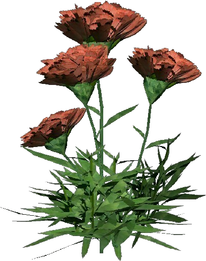 Carnation - Bouquet (750x527), Png Download