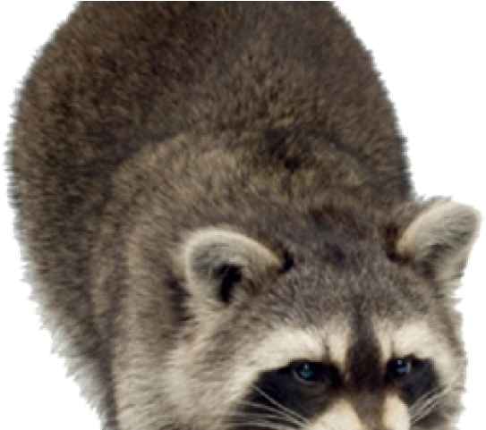 Raccoon Png Transparent Images - Baby Raccoon Transparent Background (640x480), Png Download