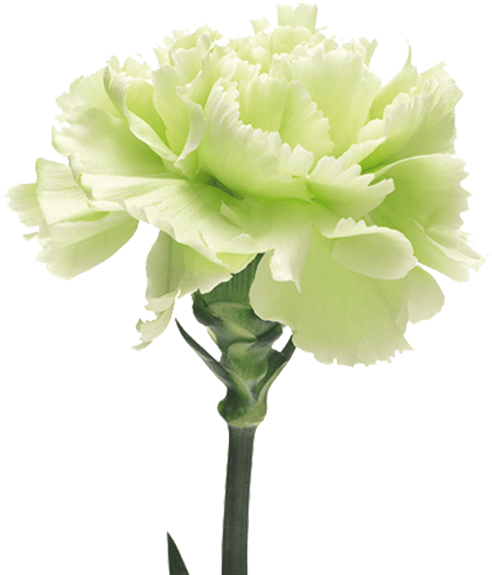 Voragine - The Green Carnation (559x580), Png Download