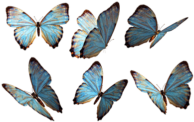 Grupo De Mariposas Azules - Imagenes De Mariposas Png (400x400), Png Download