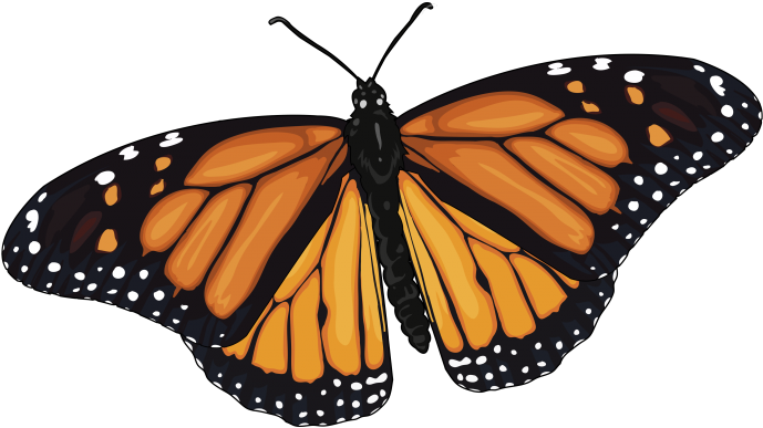 Mariposa-monarca - Monarch Butterfly (700x494), Png Download