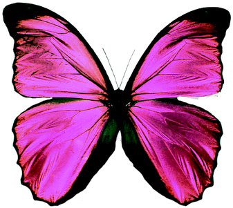 Mariposas Png - Butterfly Teal (400x362), Png Download