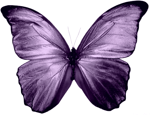 Blood And Poppies - Blue Butterfly Painting Png (500x500), Png Download