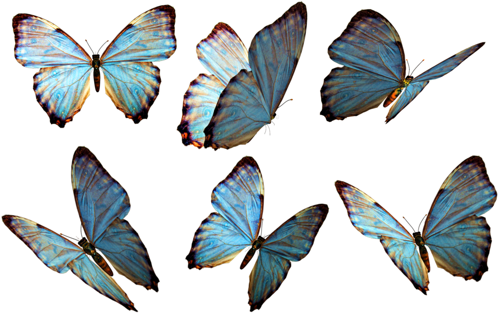 Photoshop Clipart Beautiful Butterfly - Flying Butterfly Png (1024x660), Png Download