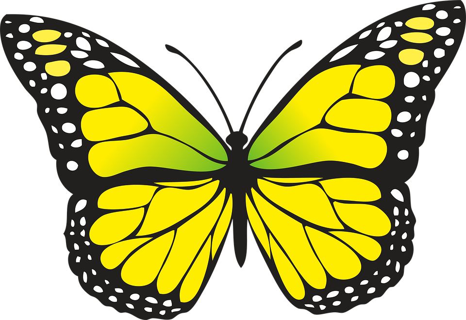 7 Photo - Yellow Butterfly (960x660), Png Download