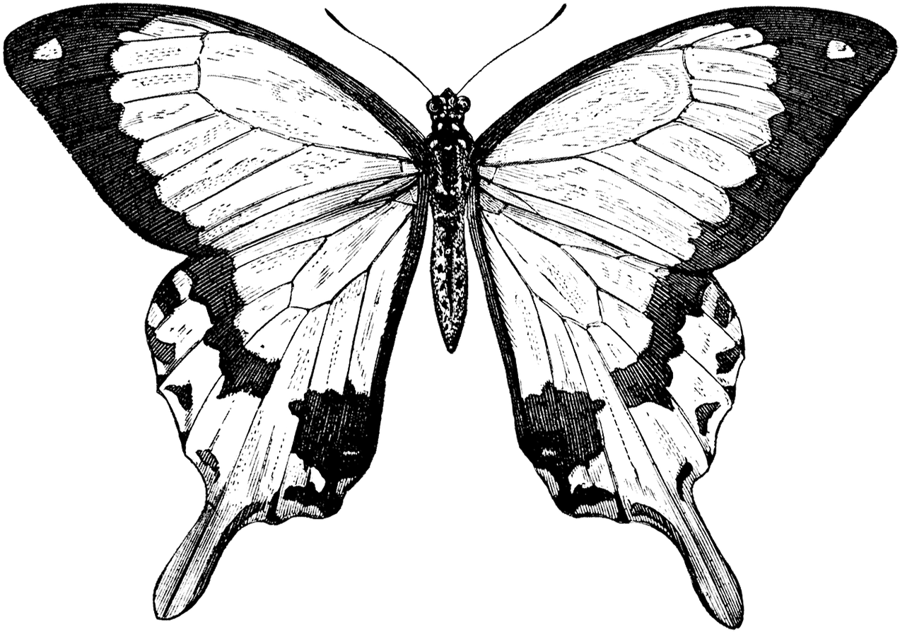 Collection Of Free Butterfly Drawing Nature Download - Butterfly Black And White Victorian Prints (1280x900), Png Download