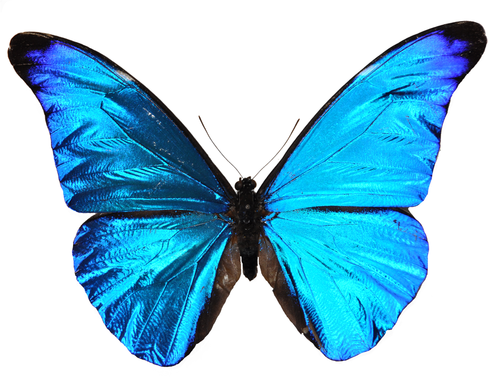 Sapitos Design Blue Butterfly Mariposa Azul - Leyenda De La Mariposa Azul (1600x1221), Png Download