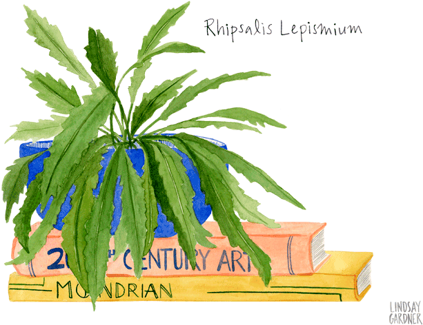 "rhipsalis Lepismium" Watercolor Painting By Lindsay - Watercolor Painting (720x540), Png Download