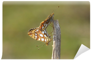 Polyommatus (400x400), Png Download