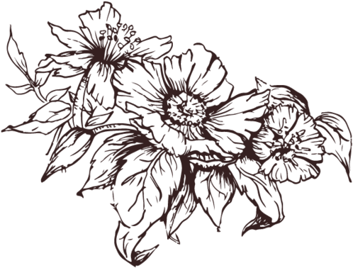 Arrangement-divider - Chrysanths (1000x415), Png Download